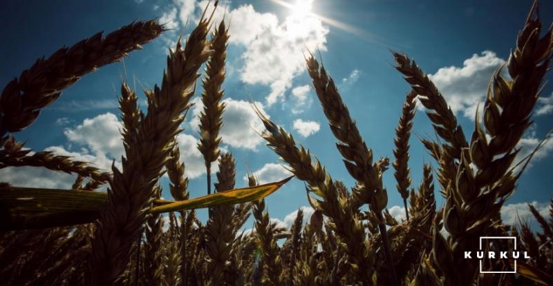 В США продовжується збір ярої пшениці