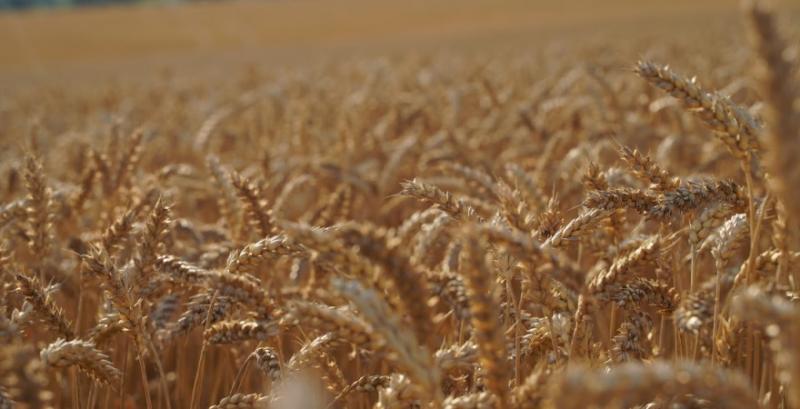 Україні прогнозують рекордний врожай зернових — 100 млн т 