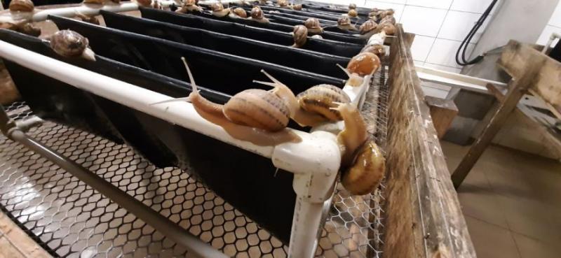 Равликів із Полтавщини експортують до країн Середземномор’я