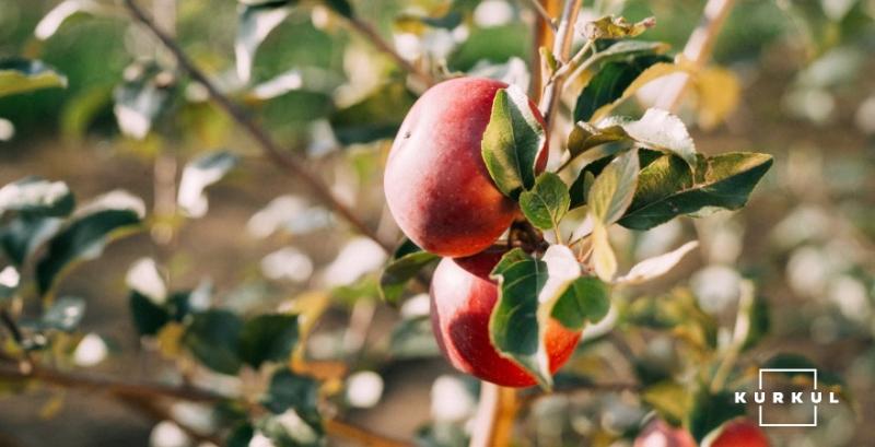 В Україні рекордно зросла ціна яблук