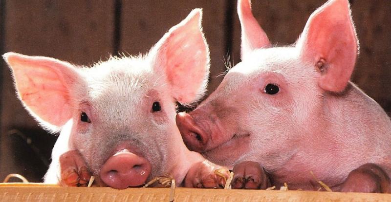 В Україні ціна живця свиней зупинилася на максимальній позначці
