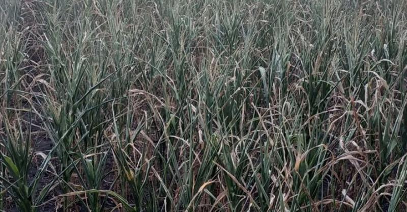 Кукурудза на Черкащині догорає через спеку та засуху — фермер