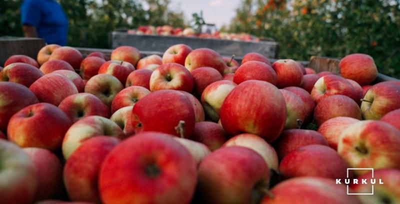 Експерт спрогнозував урожай промислового яблука в Україні