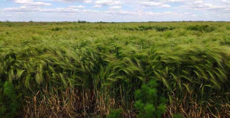 Аграрії Херсонщини поділилися технологією вирощування озимих культур в рисових чеках