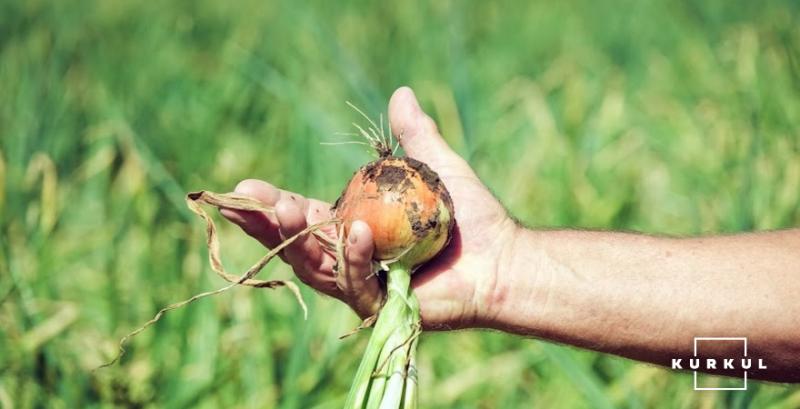 Вчені довели позитивний вплив сірки на врожайність ріпчастої цибулі 