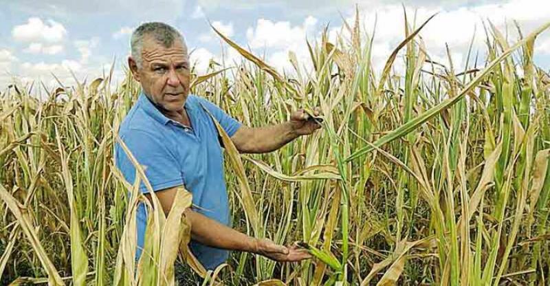 На Вінниччині фермери втрачають урожай через посуху