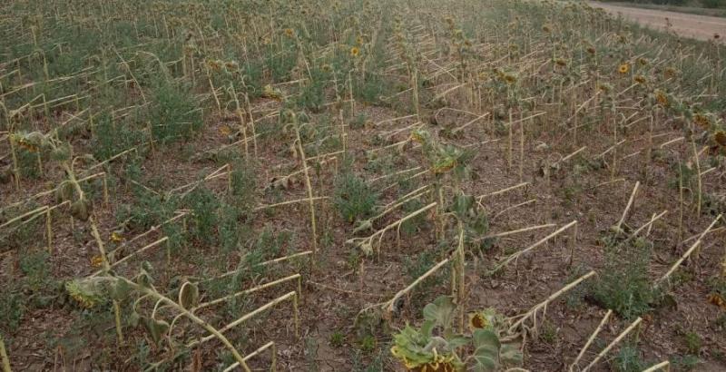 Аграрії Одещини на межі банкрутства через затяжну посуху