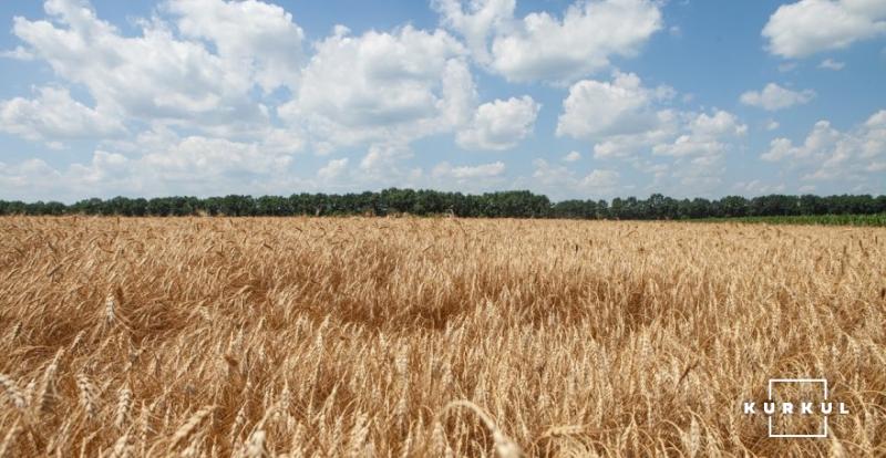 Аграрії США зібрали 30% площ ярої пшениці