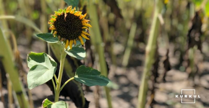 На півдні України гине урожай соняшнику через посуху