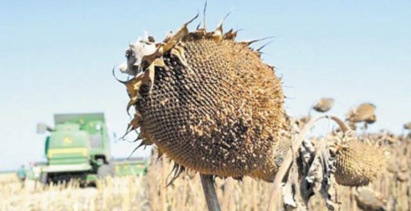 Фермери Кіровоградщини втрачають урожай кукурудзи та соняшнику