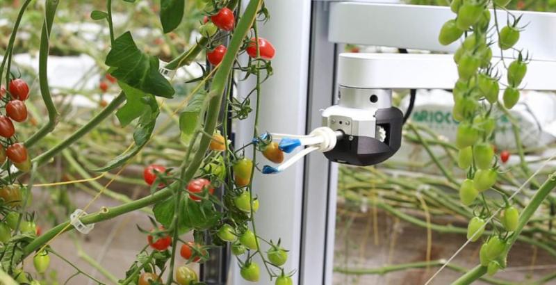В США створили робота, який збирає урожай овочів та фруктів