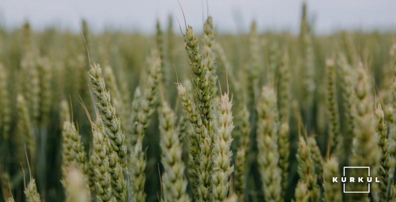 Провідні науковці світу проведуть для фермерів консиліум з вирощування пшениці