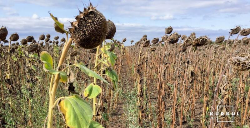 Врожайність соняшнику на Миколаївщині подекуди не досягає 0,2 т/га — фермери