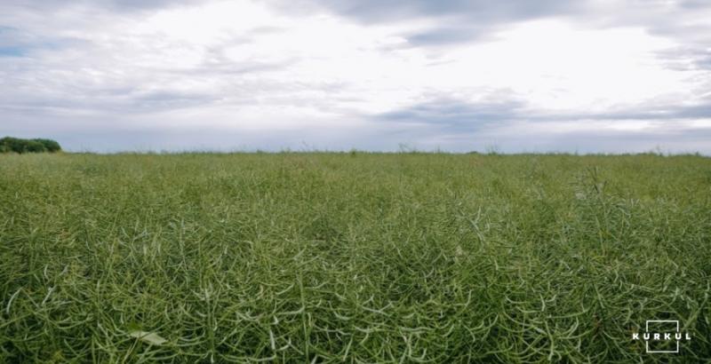 Аграріям став доступний новий гібрид ріпаку адаптований до кліматичних змін України