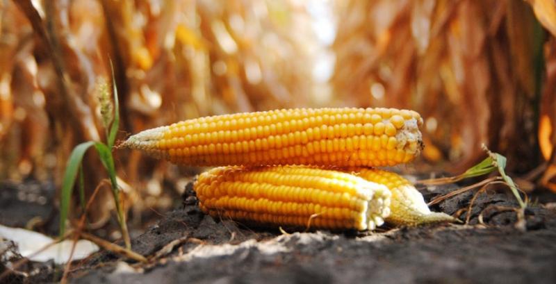 Україна майже на 70% знизила експорт кукурудзи