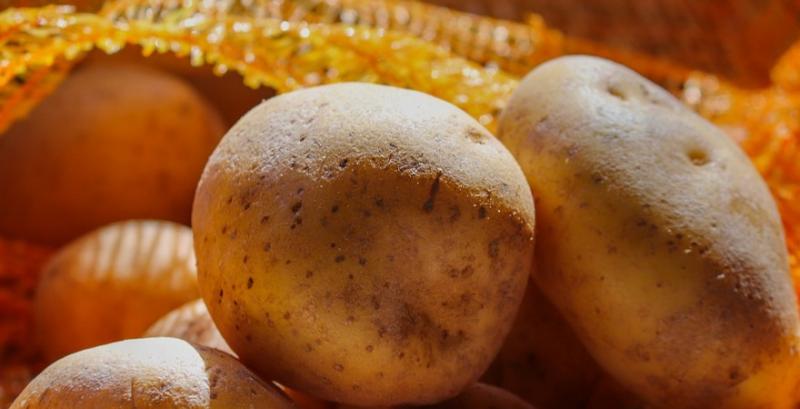 У жовтні зросте ціна картоплі — думка
