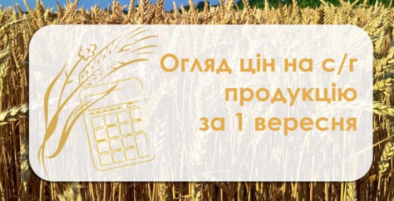 Ціни на пшеницю та ячмінь ростуть — огляд за 1 вересня