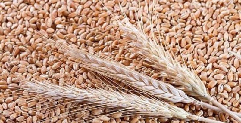 В США зібрано майже 70% ярої пшениці