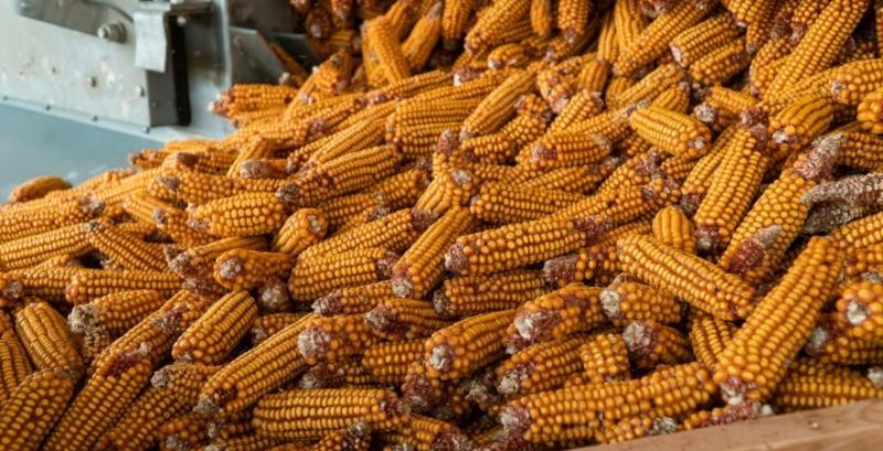 Експерти прогнозують урожай кукурудзи в Україні на рівні 35 млн тонн