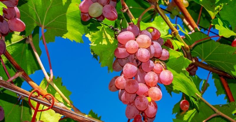 В Україні розпочався сезон збору врожаю винограду