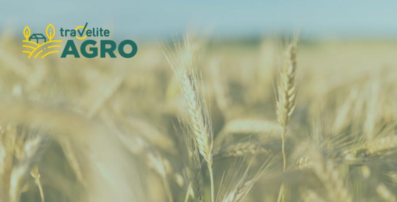 Вчені світового рівня поділяться досвідом вирощування пшениці