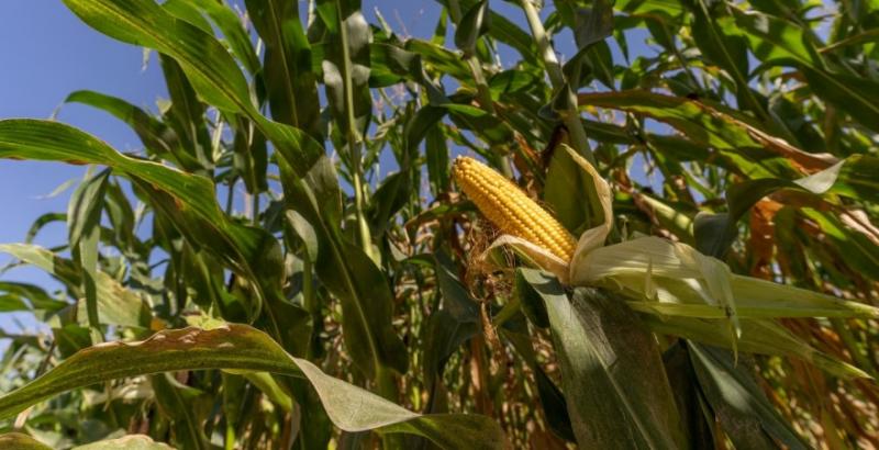 Фермери прогнозують зростання цін на кукурудзу через втрати врожаю