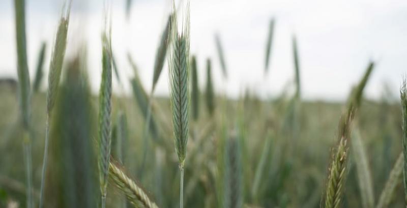 Агроном розповів про переваги вирощування жита у порівнянні з пшеницею