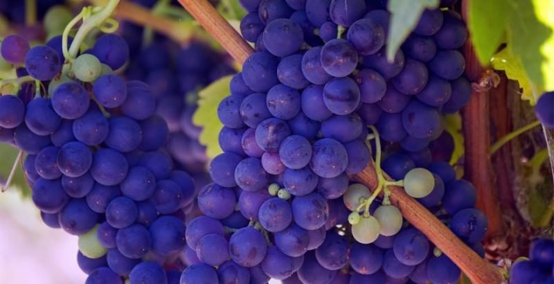 Під Києвом вирощують 150 різних сортів винограду