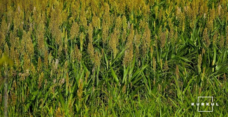 В Україні на 29% збільшилися площі під посівами сорго
