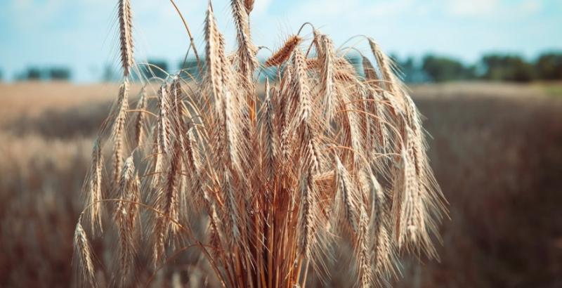 Аграрій розповів, як вирощують гібридне жито в найбільшому господарстві Білорусі