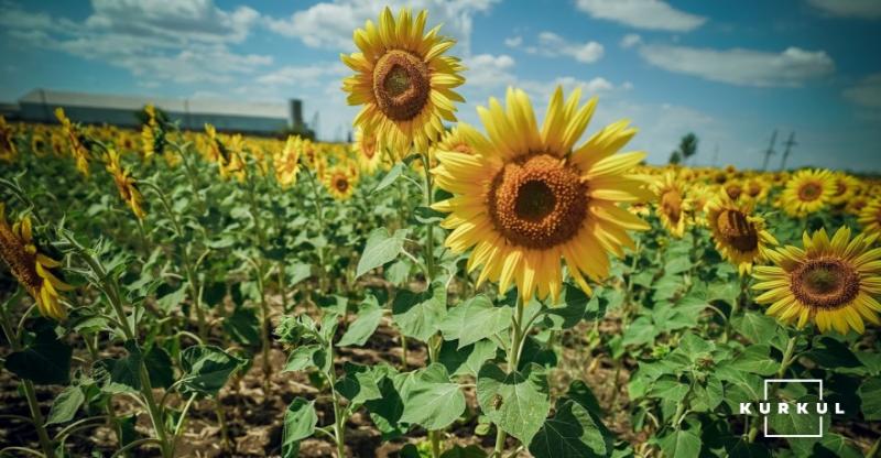 В Україні розпочався новий сезон переробки соняшнику