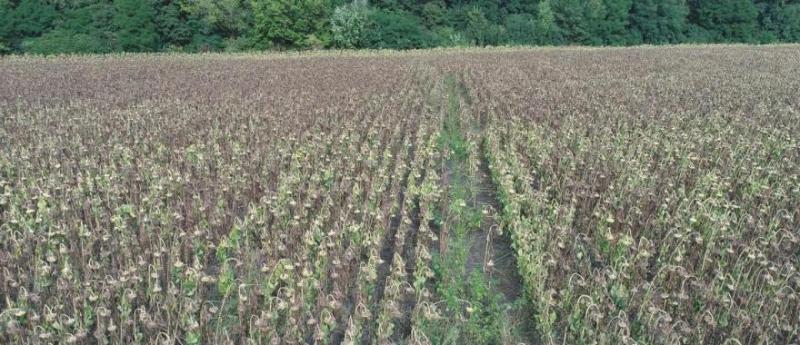 У Житомирській області виявлено конопляну плантацію у соняшниках 