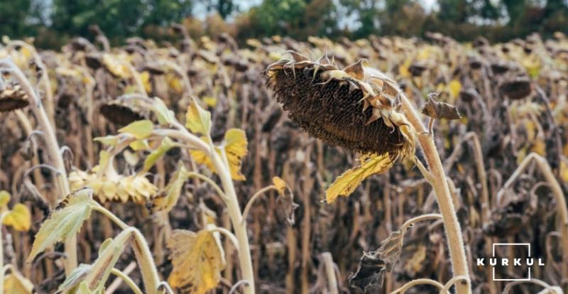У Черкаській області втрачено майже 3 тисячі га урожаю через посуху