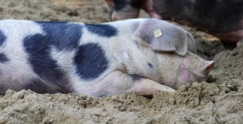 Білорусь тимчасово заборонила імпорт свинини з Івано-Франківської області через АЧС