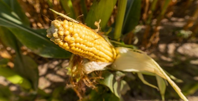 В Україні розпочато збір кукурудзи
