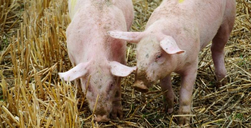 Україна обмежила ввіз свинини з Німеччини через спалах АЧС