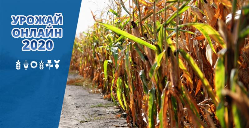 Середня врожайність кукурудзи на старті сезону 4,1 т/га