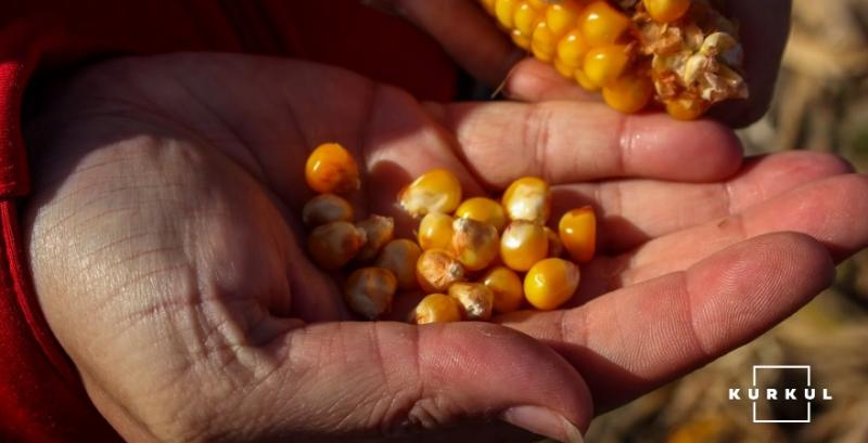 Експерти знизили прогноз виробництва кукурудзи в Україні на 1 млн т через посуху