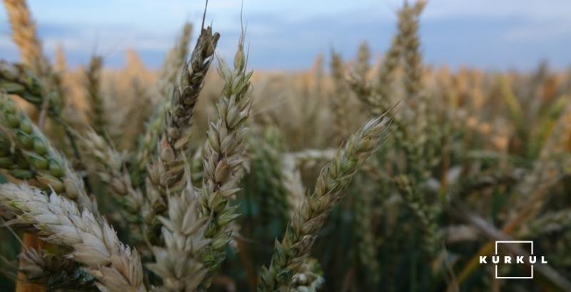Світове виробництво пшениці зросте до 770 млн т — експерти USDA
