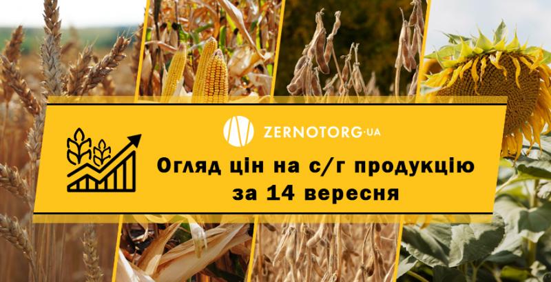 В портах України дорожчає пшениця — огляд цін за 14 вересня