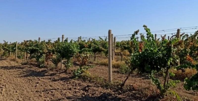 На Одещині виноградарі зберуть рекордно низький урожай