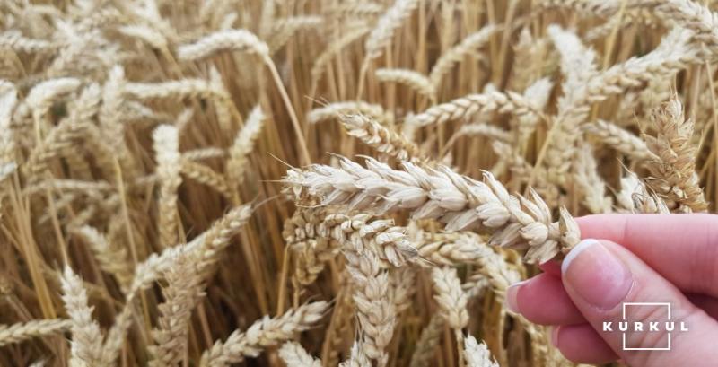 З України експортовано понад 6 млн тонн пшениці