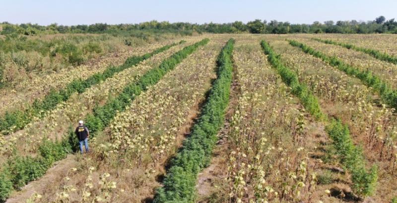 На Запоріжжі у посівах соняшнику виявили коноплі на 10 млн грн