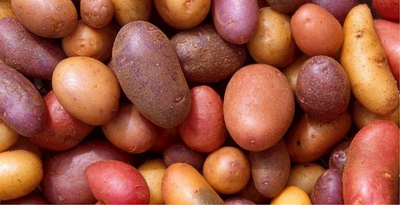 Україна збільшила імпорт картоплі на 503%