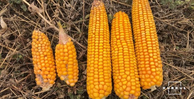 Фермери поділились результатами врожайності кукурудзи на старті сезону