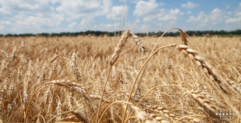 Фуражне зерно дорожчатиме через недостатню кількість пропозицій