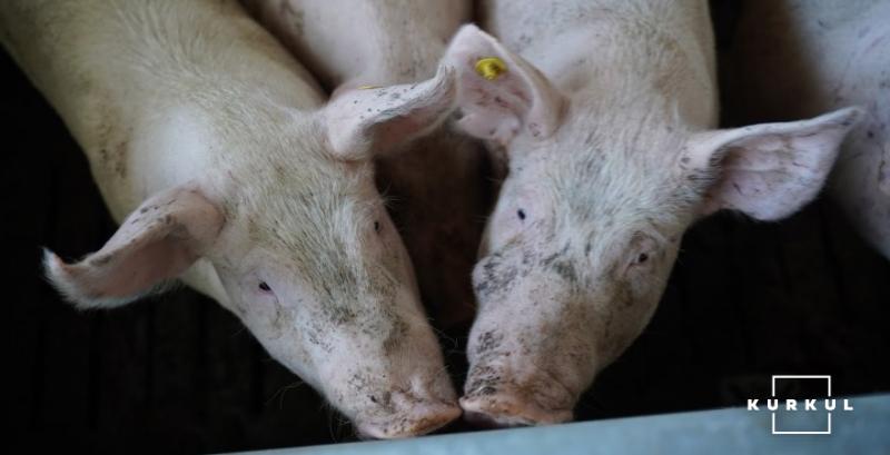 Живець свиней подешевшав до 45,5 грн/кг
