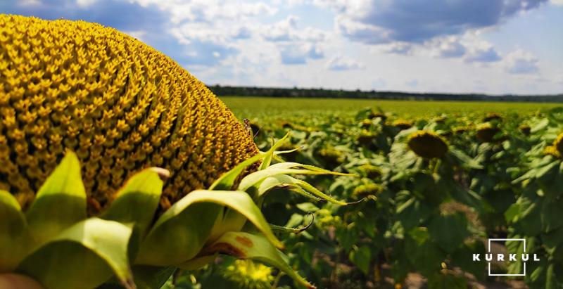 В Україні знижено прогноз валового збору соняшника