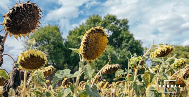 На Житомирщині агрорейдери намагались зібрати чужий урожай соняшника