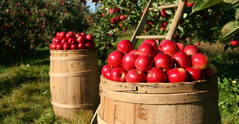 ФГ Гадз із Тернопільщини відправить на експорт понад 50% урожаю яблук